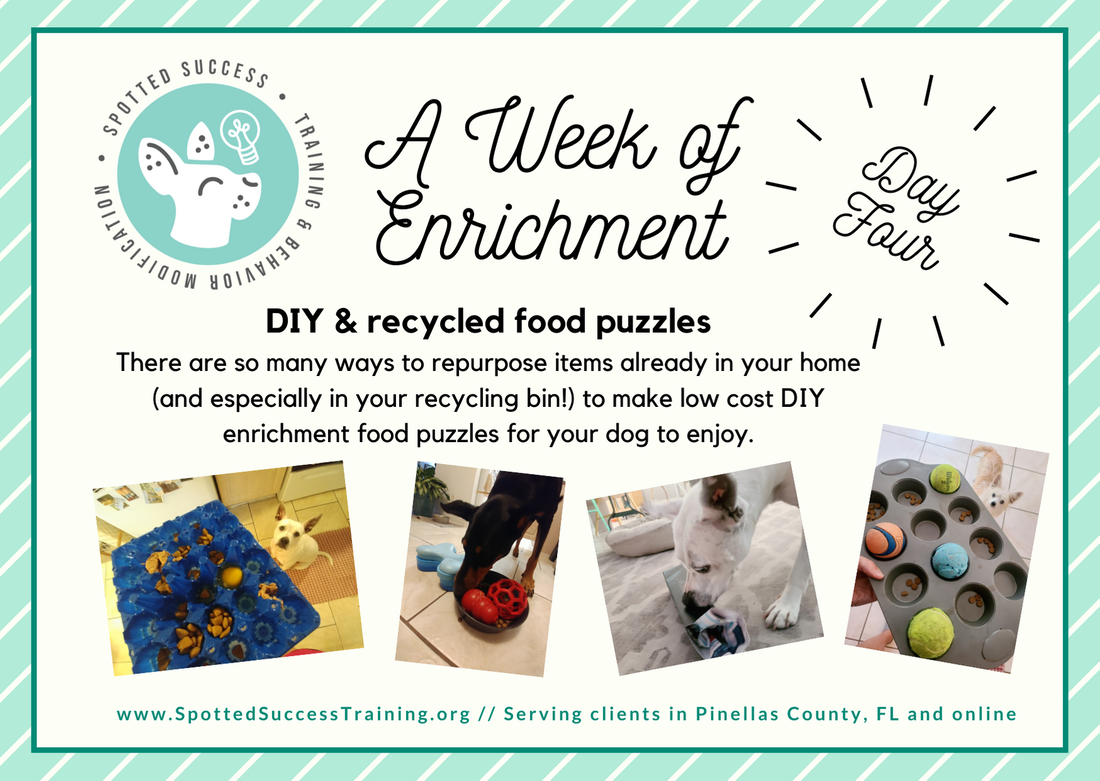 DIY dog enrichment projects for you and the kids